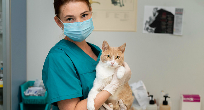 УЗИ обзорное органов брюшной полости Санкт-Петербург - изображение 3