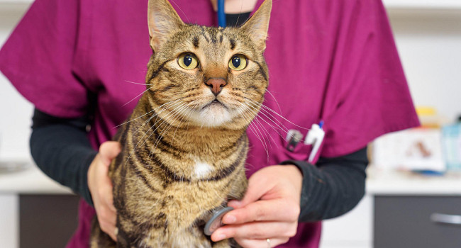 УЗИ обзорное органов брюшной полости Санкт-Петербург - изображение 1