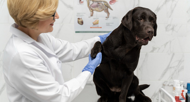 Прием диетолога с составлением рациона Санкт-Петербург - изображение 1
