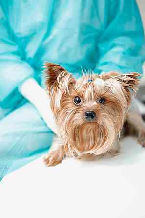 Чек-ап для питомца с выгодой до 30% Санкт-Петербург