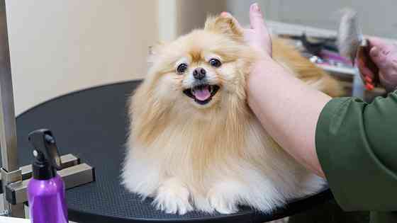 Услуги груминга Санкт-Петербург
